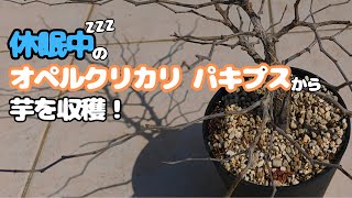 【休眠中】オペルクリカリア・パキプス 塊根植物】休眠中のオペルクリカリア パキプスから芋を収穫してみた
