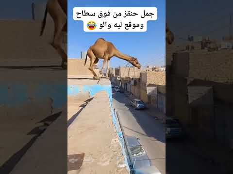سبحان الله العضيم جمل حنقز من فوق سطاح اوموقع ليه والو