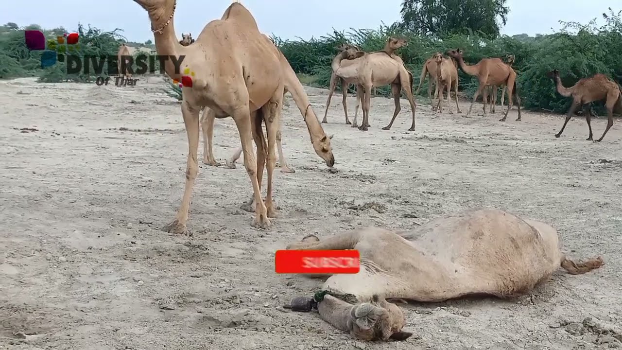 Jatt Camels || Camel itching || Itching Camel