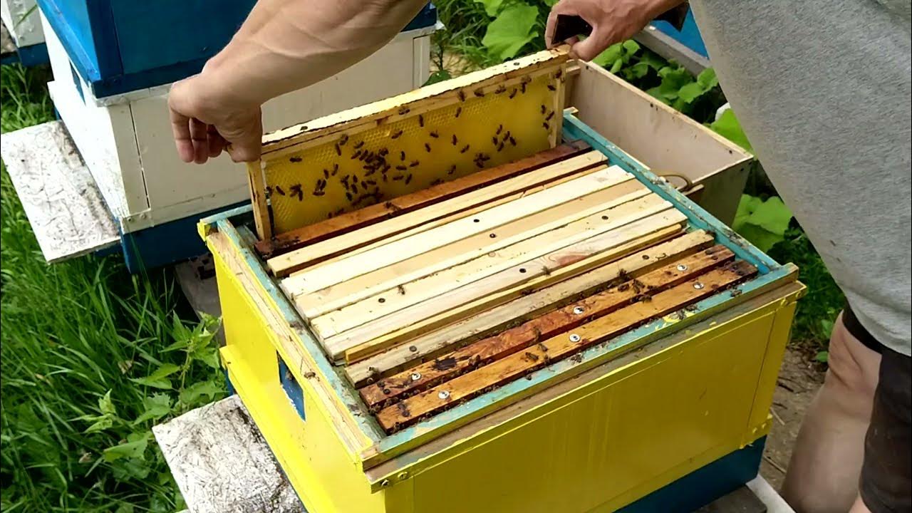 Маточный изолятор/изолятор матки в ульях Рута. - YouTube
