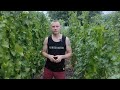 Виноград Ливадийский черный, Мерло и Маршал Фош