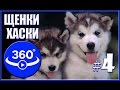 Щенки Хаски. Панорамное видео (360˚).