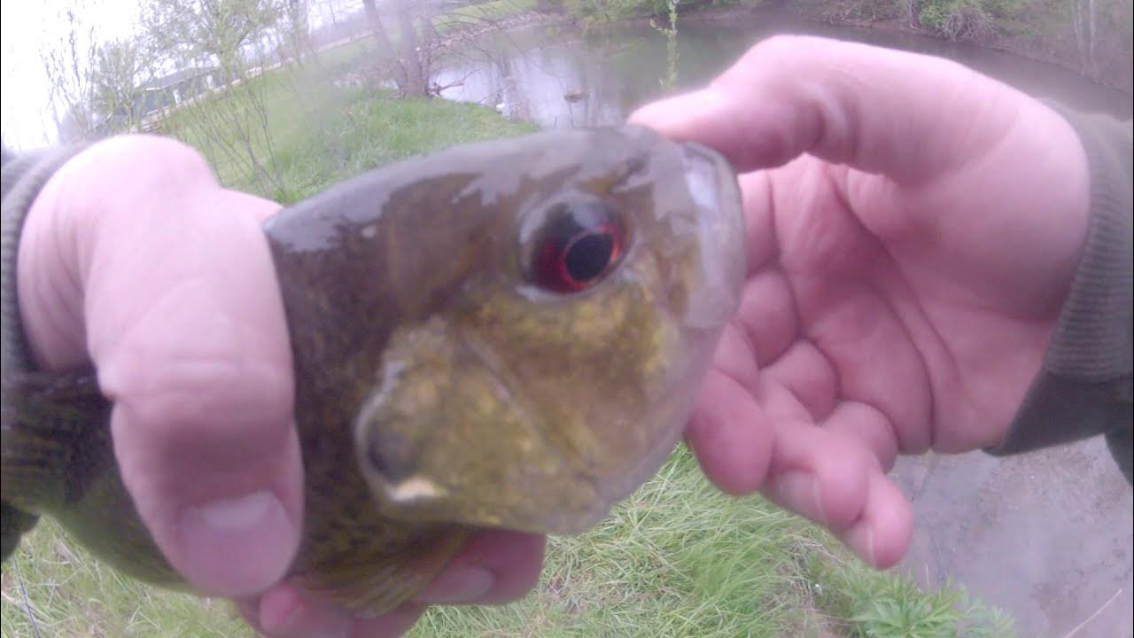 Catching the same fish 3 times in the same video! Kokosing River