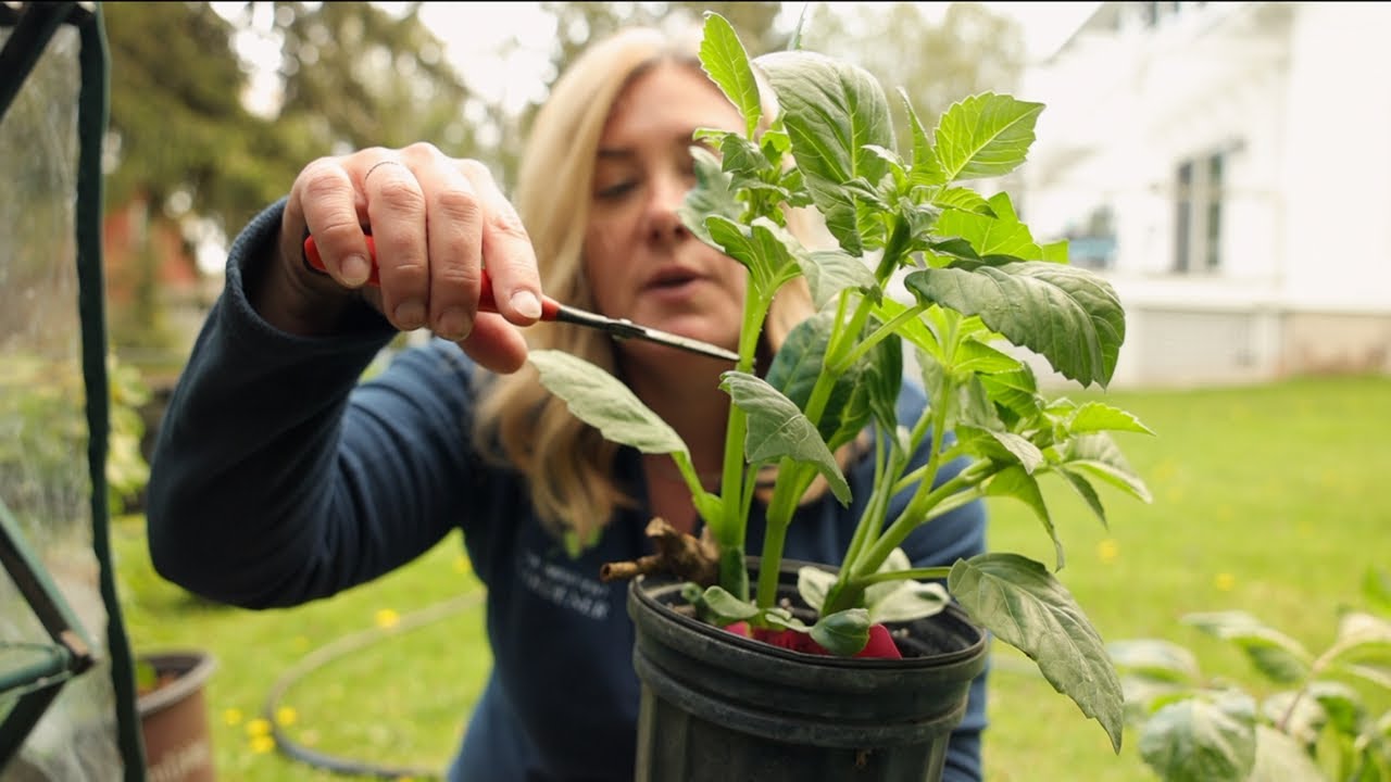 Pinching dahlias 🌸 Thinning poppy seedlings 🌱 Rose update