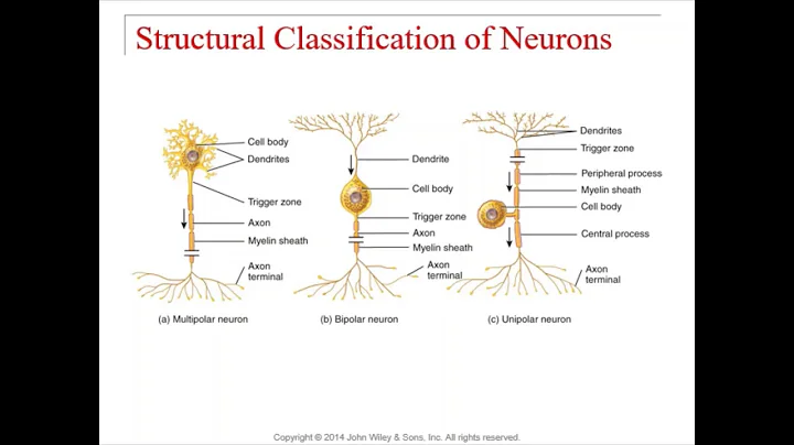 Chapter 12 -  Nervous Tissue