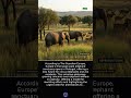 Rewilding giants: captive elephants rehomed in Europe’s first sanctuary