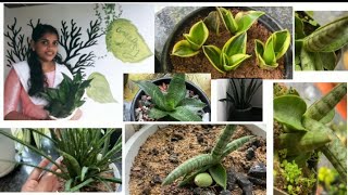 How to propagate snake plant(sansevieria)/snake plant collection/Green Leafy GL.