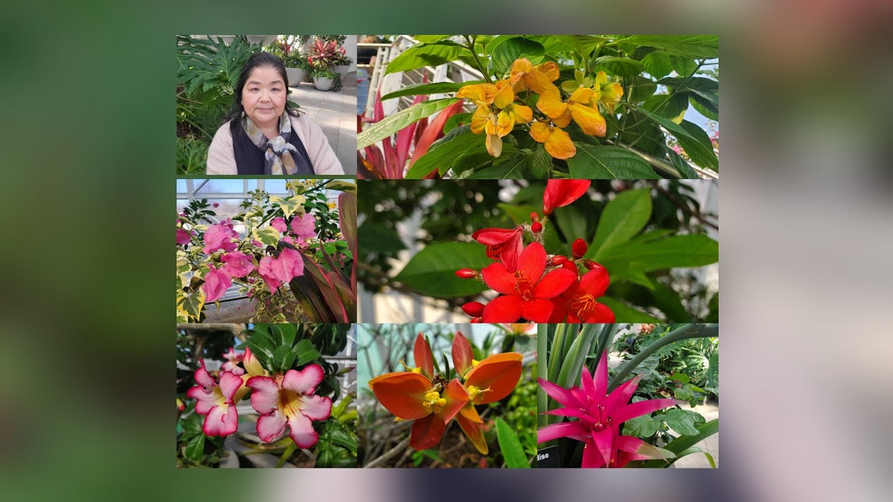 Oklahoma City Garden, peb ncig saib Vajpaj Kajsiab zoo nkauj kawg