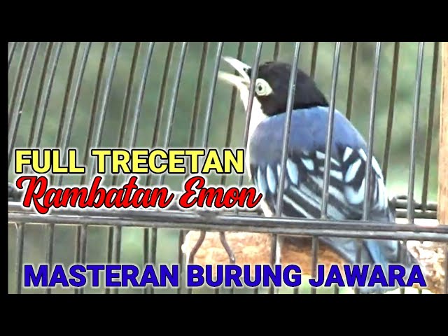 MASTERAN RAMBATAN DORAEMON | masternya burung jawara class=