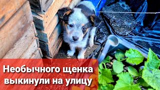 Маленький щенок остался один среди незнакомых людей и неизвестно чем это могло закончиться.