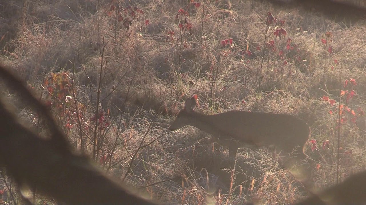 Deer Tour 2020 - EP 016 - Rut winding down