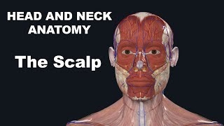تشريح الرأس والرقبة فروة الرأس - Head And Neck Anatomy The Scalp