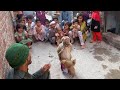 Monkey Dance in Pakistan | Bandar ka tamasha | madari ur bandar ka khail | bander banderia ka khail