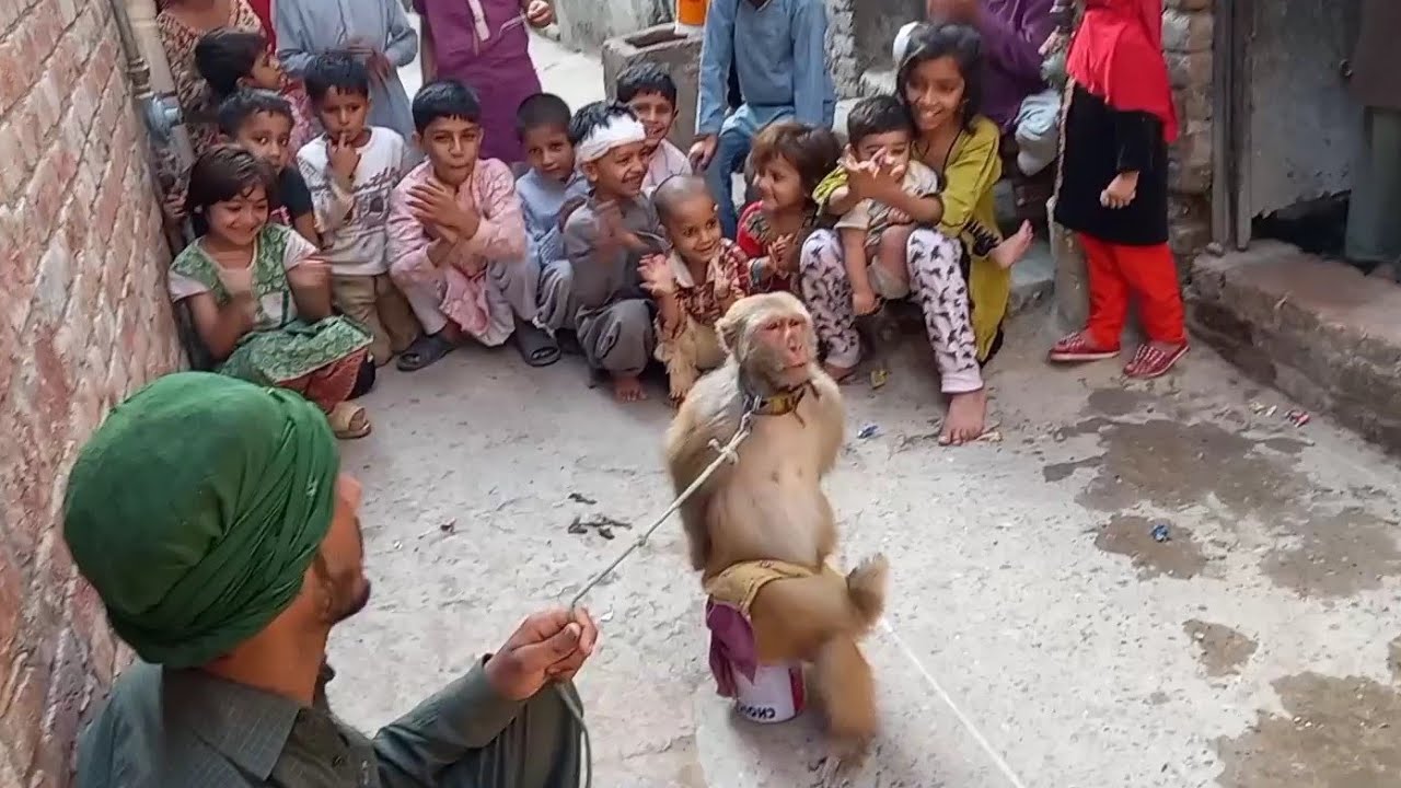 Monkey Dance in Pakistan | Bandar ka tamasha | madari ur bandar ka khail | bander banderia ka khail