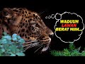 Gantian MACAN TUTUL Jawa  Diburu MANGSA-nya | wildlife