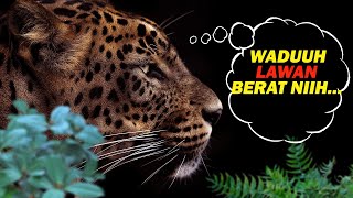 Gantian MACAN TUTUL Jawa  Diburu MANGSA-nya | wildlife