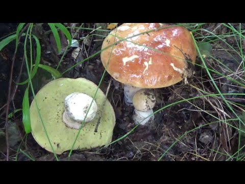 Неизвестные Паутинники и Белые Грибы  +