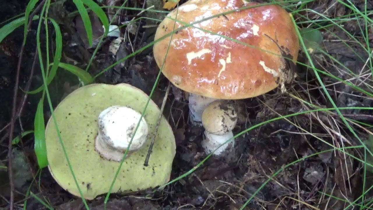 Неизвестные Паутинники и Белые Грибы + - YouTube