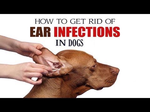 how-to-treat-ear-infection-in-dogs-||-home-remedies-for-ear-infection-in-dogs