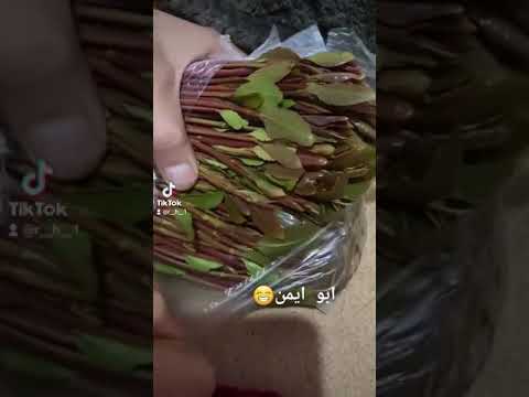 عزيزي المغترب موت قهر 