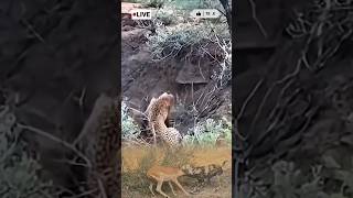 wildlife jimcorbettwildlifeandnatureview indiansafari leopard wildanimals animals lion