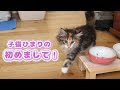 赤ちゃん子猫の可愛すぎる生後1年間【ノルウェージャンフォレストキャット】
