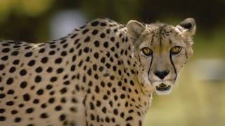 Welcome Back to the Wild - San Diego Zoo Safari Park