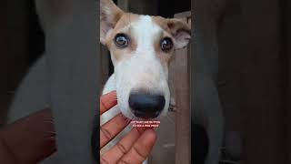 no pet lover 🐶 will skip this video 🥹 #pets #dog #dogs #fyp #viral #youtubeshorts #foryou #cute