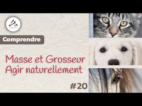 Vidéo: Traitements alternatifs pour les tumeurs graisseuses chez le chien