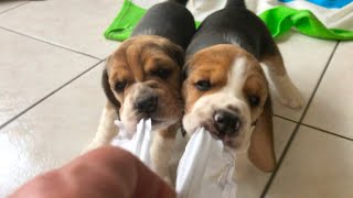 4 Weeks OLD BEAGLE Puppy Siblings Playing