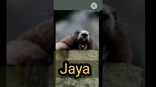 Video Comedy Viral Jaya Jaya Name