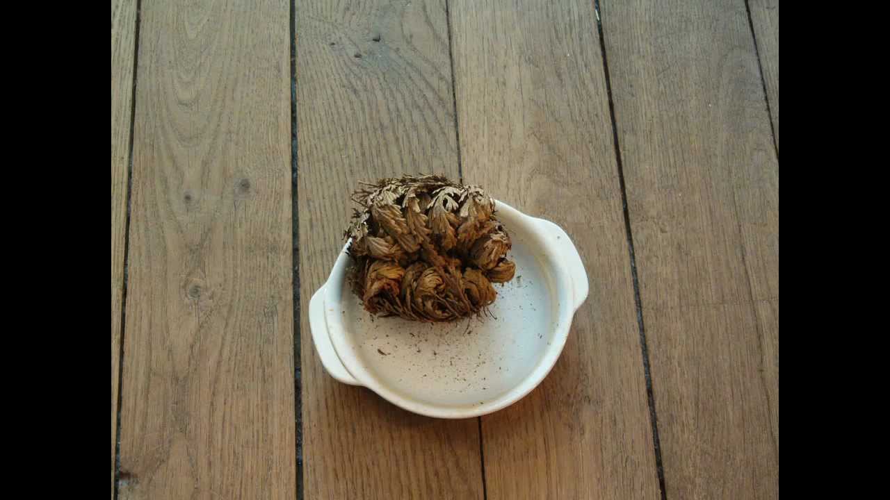 La Plante Immortelle