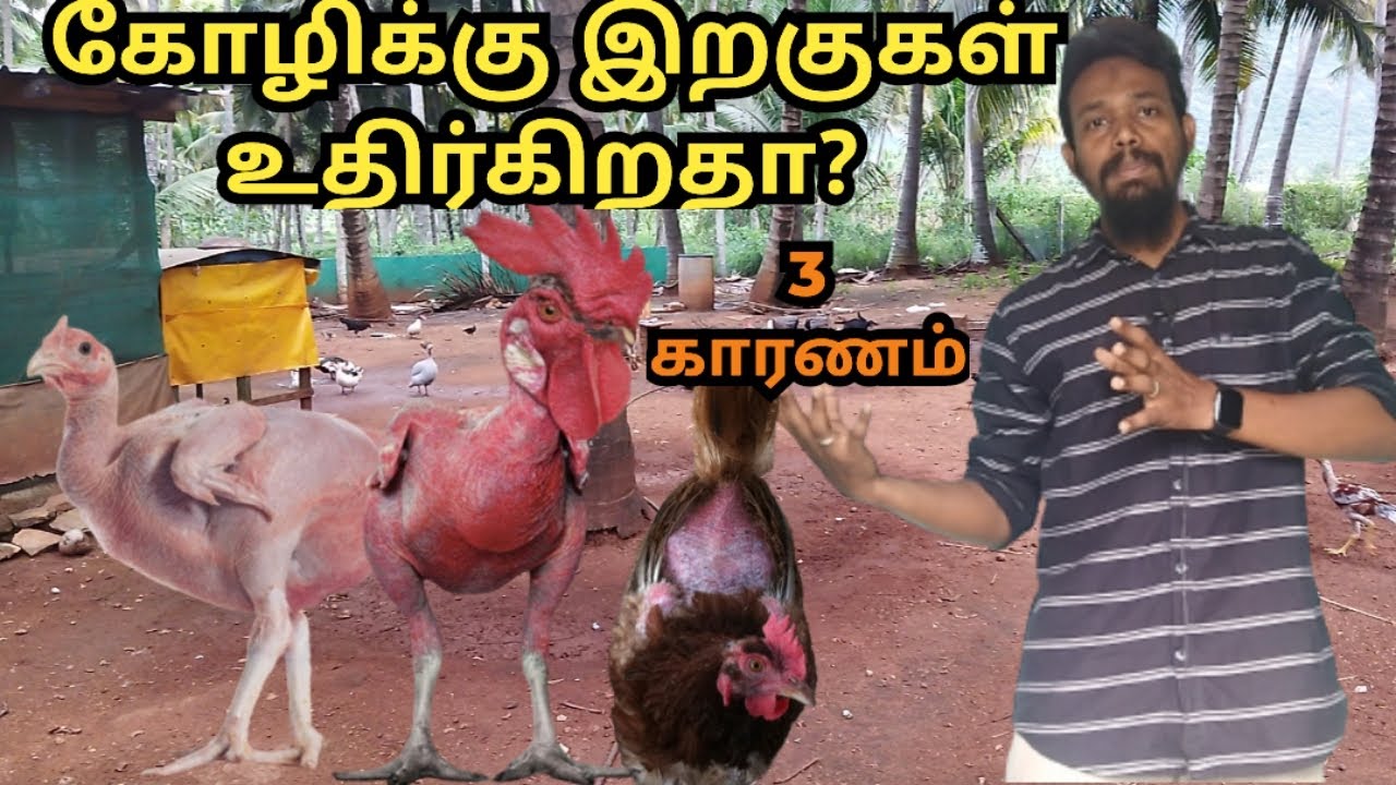 கோழிக்கு முடி உதிர்கிறதா/கோழிக்கு இறகுகள் கொட்டுகிறதா?
