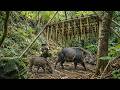 Primitive Survival Alone: Following Animal Tracks and Hunting Wild Frogs