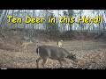 Ten Deer in this Herd!