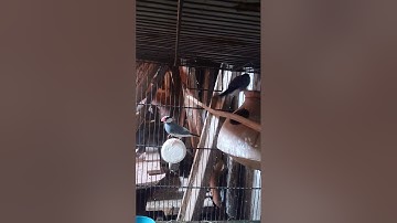 Java #mashallah #pichibirds #birds #beautiful #lovebird #youtubeshorts #java