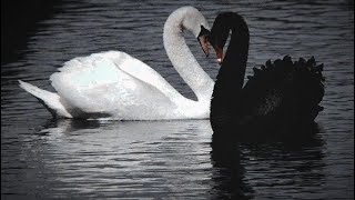 🌙🦢 THE ETHEREAL ELEGANCE OF A SWAN PRINCESS 🩰✨ screenshot 5