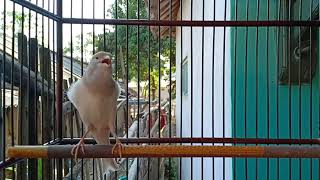 Download Lagu Kenari rasa cililin MP3