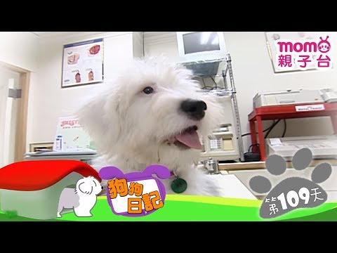 【銀灰色的毛】狗狗日記：誕生第109天 │ momo親子台【官方HD完整版】 - 【銀灰色的毛】狗狗日記：誕生第109天 │ momo親子台【官方HD完整版】