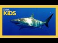 Shark Biology and Behavior