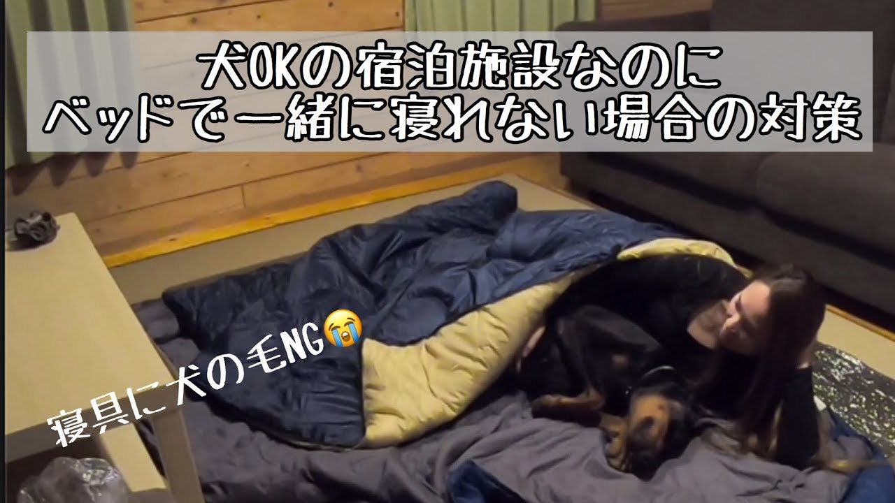 犬okの宿泊施設なのに犬とベッドで寝れない時の対策 Doberman Youtube