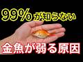 弱っていた金魚、これをしたら1週間で元気に復活しました