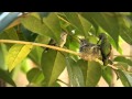 Hummingbird Baby leaves nest and flies for the first time !