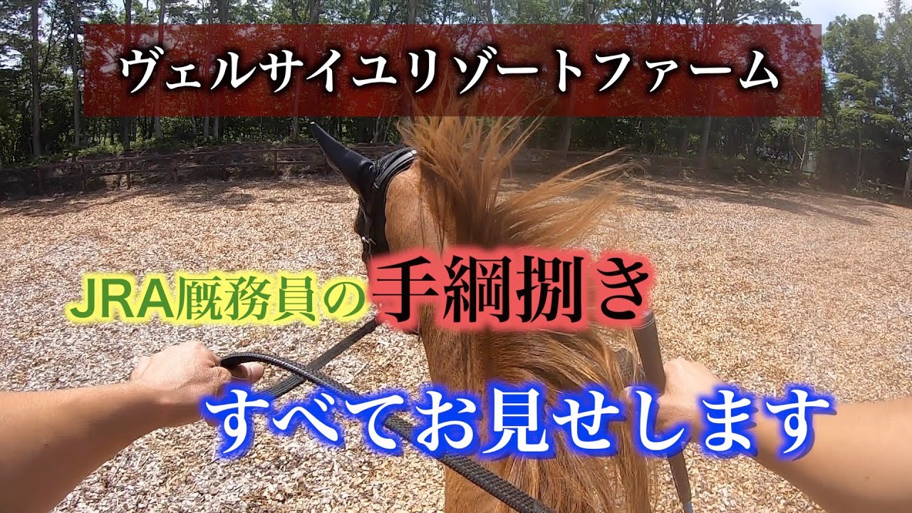 Jra厩務員の手綱捌き 全てお見せします ヴェルサイユリゾートファーム Youtube