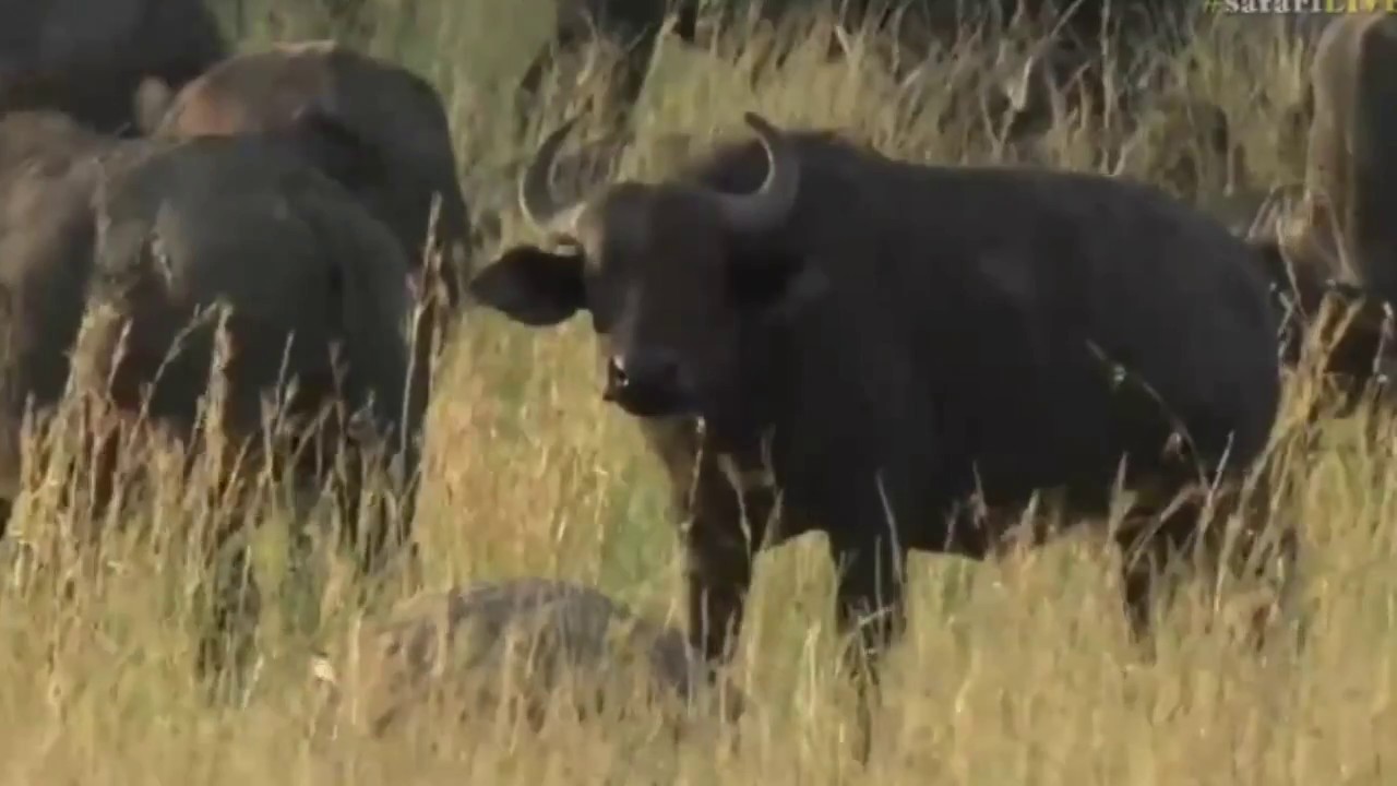 sindile faku June 20, 2017- Sunset- To the Mara where James is waiting to show us some Buffalo .