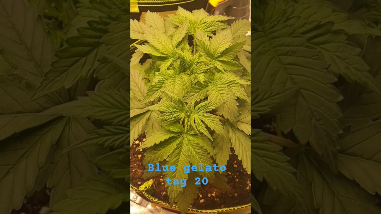 blue Gelato tag 20 