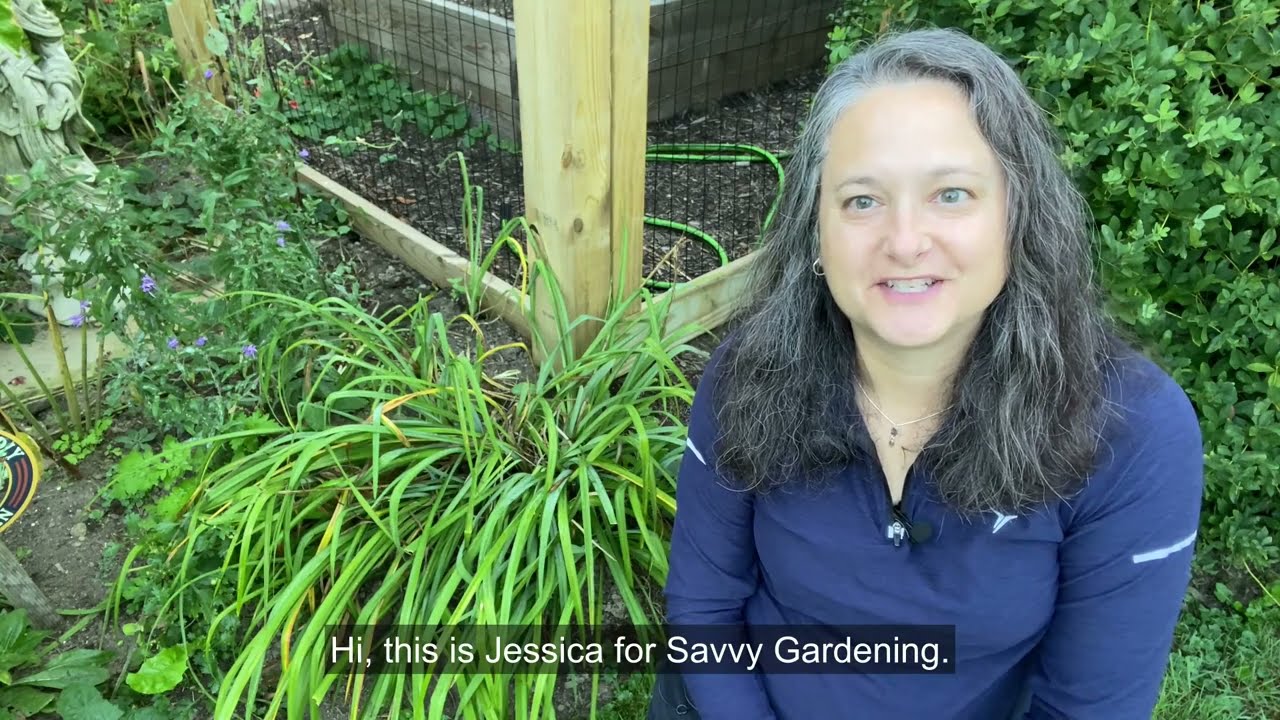 When to Cut Back Daylilies