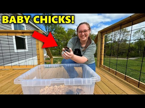 We Bought BABY CHICKS for Our BACKYARD FARM!!! + Painting the Coop!