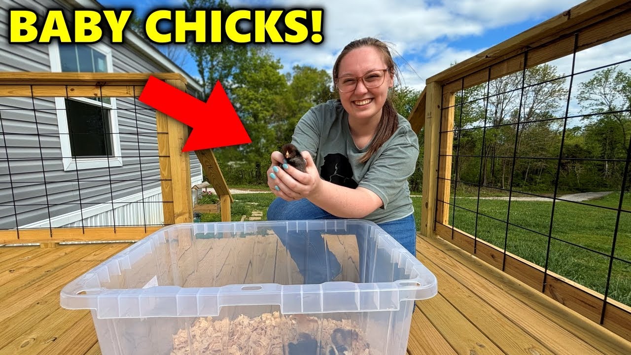 We Bought BABY CHICKS for Our BACKYARD FARM!!! + Painting the Coop!
