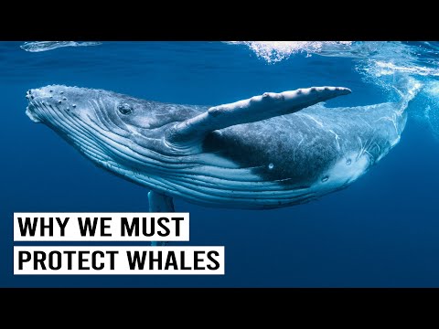 GUARDIANS OF THE SEA: PRESERVING HUMPBACKS